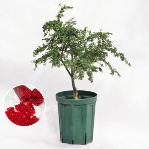 ؁EA tBK[CEgr[ / 8EW70×H70`90cm