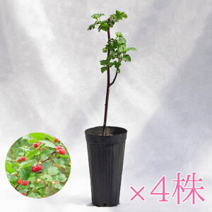 ؁EA nx[ix[AYx[Ebhh[j / 4EH60`80cmy4Zbgz