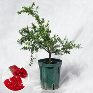 ؁EA tBK[CEgr[ / 5EW40×H60`80cm