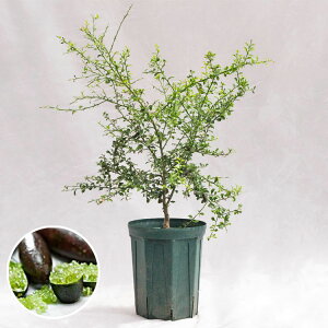 ؁EA tBK[CE_[Gh / 7EW50×H70`90cm