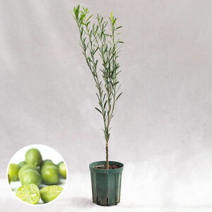 ؁EA fU[gCiVgXLrAj / 5EH75`95cm