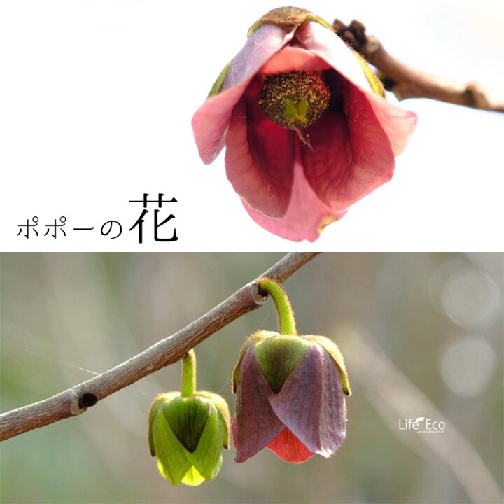 楽天市場】庭木・植木 ポポー（ポーポー） 4年生苗【実生】 2本立 / 5 