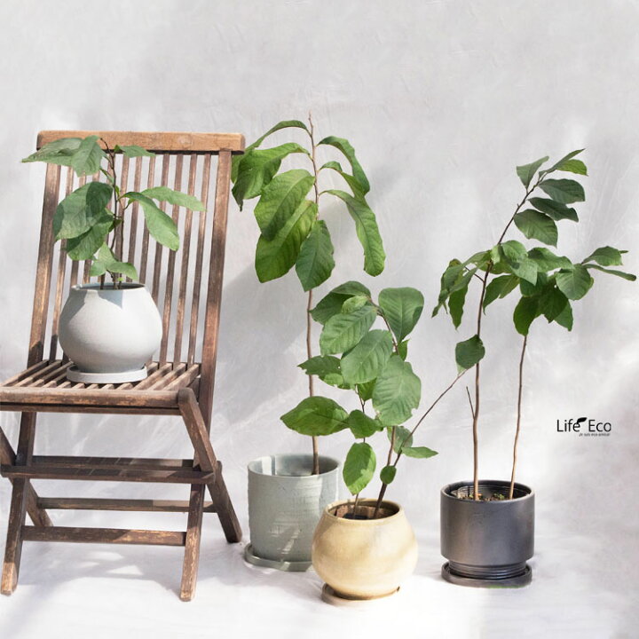 楽天市場】庭木・植木 ポポー（ポーポー） 4年生苗【実生】 2本立 / 5 