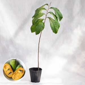 ؁EA ||[i|[|[j 4Ncyz 1{ / 5EH40`60cm