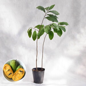 庭木・植木 ポポー(ポーポー) 5年生苗【実生】 2本立 / 5寸・約H60〜80cm