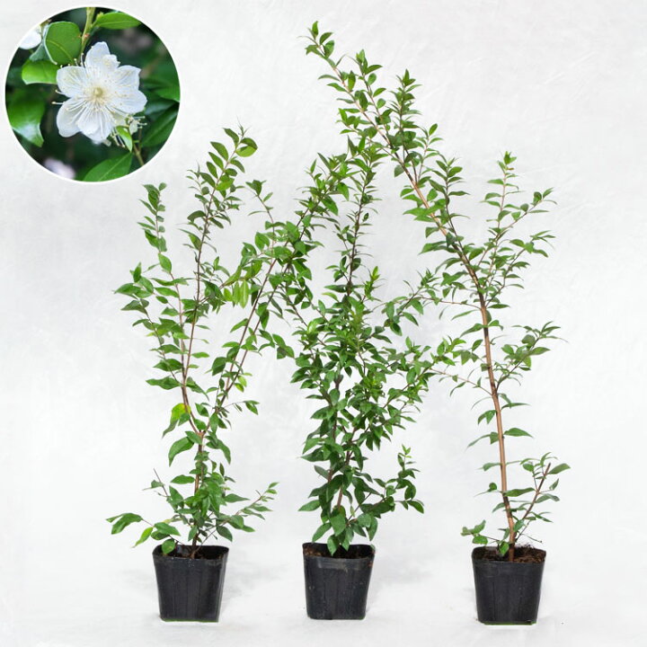楽天市場】庭木・植木 ギンバイカ（銀梅花、マートル） / 3寸・約H60cm 