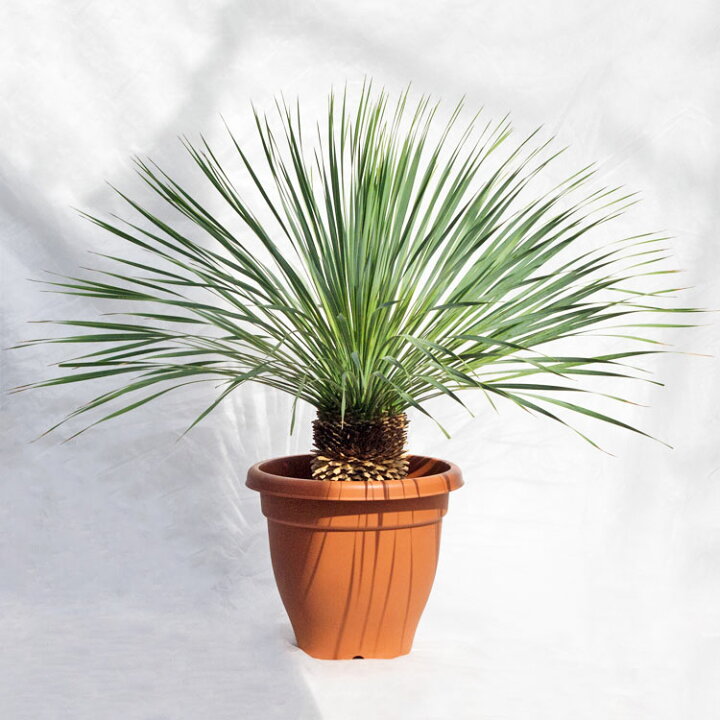 楽天市場】庭木・植木 ユッカ・ロストラータ / 10寸・約W95cm×H85cm 