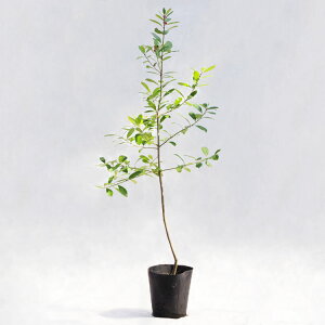 ؁EA }e̖؁iCFo}ej / 6EW100×H130cm