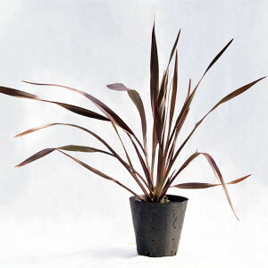 ؁EA j[TCitj / 7EW 100cm×H90cm