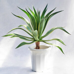 ϗtAEA AKxExlYG / 8EW70cm×H70cm