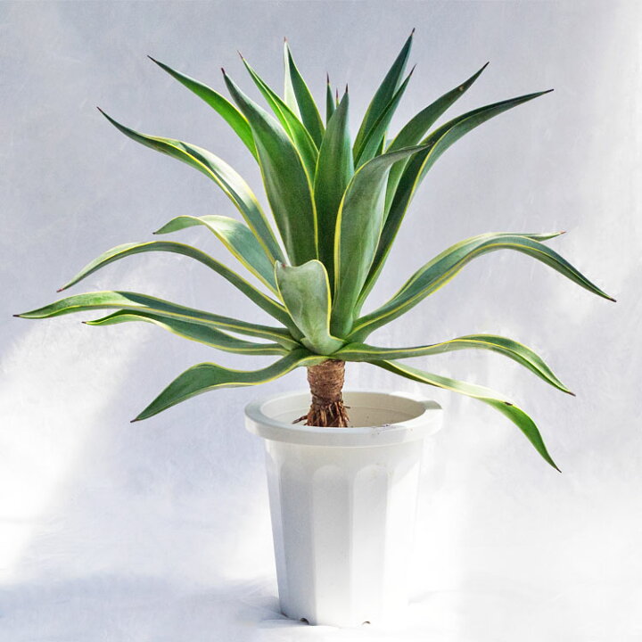 楽天市場】観葉植物・多肉植物 アガベ・ベネズエラ / 8寸・W70cm×H70cm 