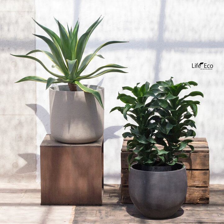 楽天市場】観葉植物・多肉植物 アガベ・ベネズエラ / 8寸・W70cm×H70cm 