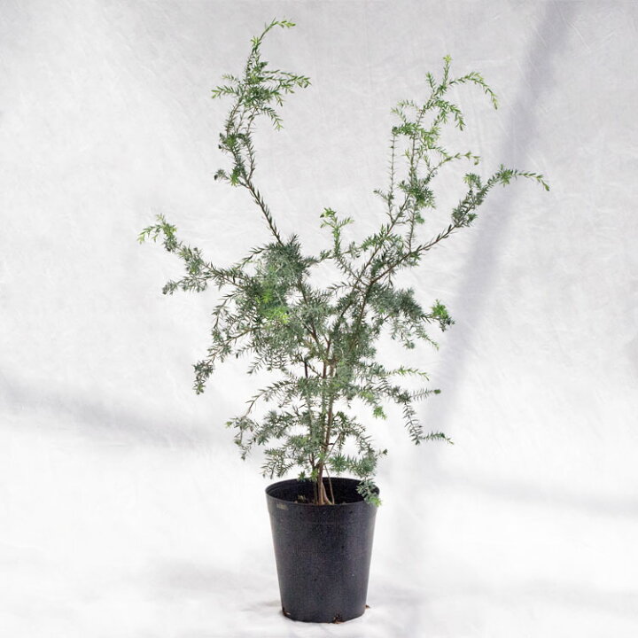 楽天市場】庭木・植木 メラレウカ・インカーナ（インカナ）・ティー 