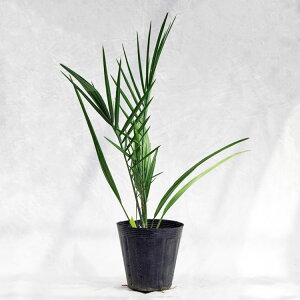 ؁EA icViqAf[cj / 6E50cm×H70cm