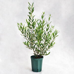 ؁EA؁EϗtA I[uEЂȂ / 5EW45cm×H75cm