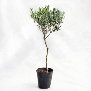 ؁EA I[uiX^hdEgsA[j / 5EW30cm×H70cm