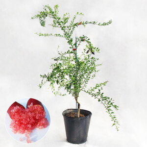 ؁EA tBK[CEbhVp / 8EW60cm×H100cm