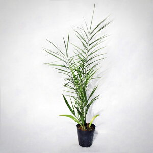 ؁EA tFjbNXEVxXgXiVo[f[cp[j / 6E50cm×H120cm