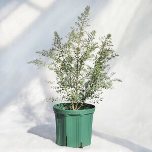 ��؁E�A�� ���[�J���E�O�j�[�t�����X�u���[�����K�� / 6���E��W35cm×H70cm