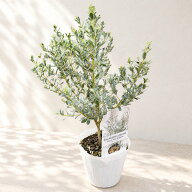 庭木・植木 ユーカリ・グニーフランスブルーレンガン / 4寸・約H35cm