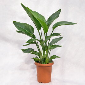 観葉植物 ストレリチア・オーガスタ（ニコライ） / 8寸・約W75×H90〜100cm