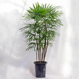 観葉植物 大型 シュロチク（棕櫚竹） / 10寸・約W110×H150〜170cm