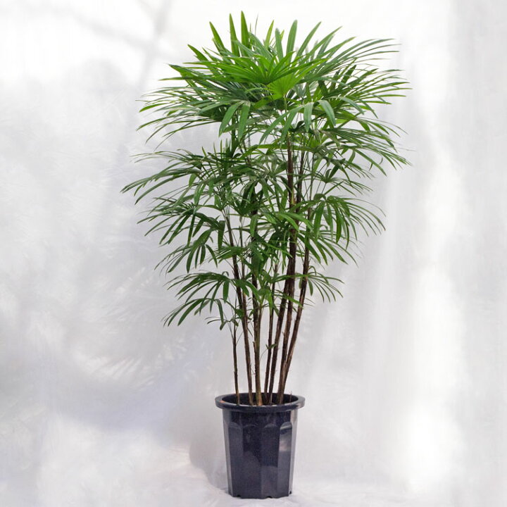楽天市場】観葉植物 大型 シュロチク（棕櫚竹） / 10寸・約W110×H150 