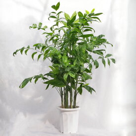 観葉植物 大型 高性チャメドレア / 10寸・約W100×H150〜170cm