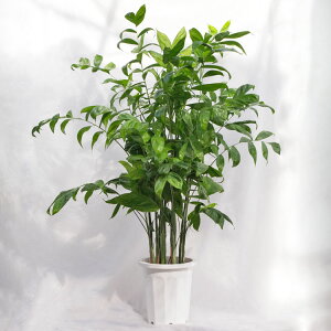 ϗtA ^ `hA / 10EW100×H150`170cm