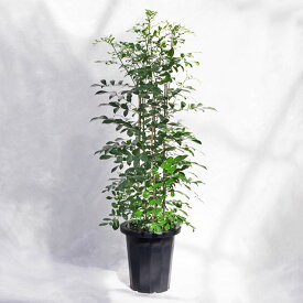 観葉植物 シルクジャスミン（月橘・ゲッキツ） / 8寸・約W40×H100〜110cm