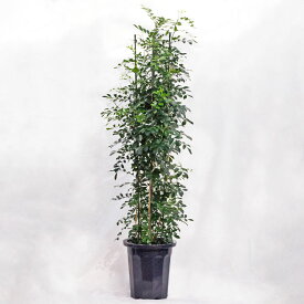 観葉植物 大型 シルクジャスミン（月橘・ゲッキツ） / 10寸・約W65×H150〜170cm