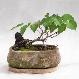 和の植物・盆栽【一点物】 一才桑（イッサイクワ・マルベリー） / 10寸・約W35×H25cm