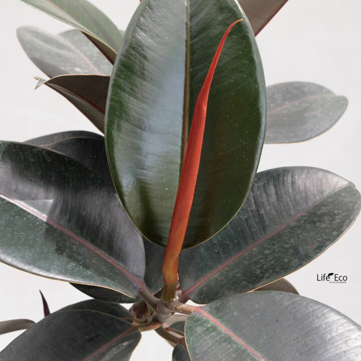 楽天市場】観葉植物 フィカス・バーガンディ / 8寸・約W 55cm×H110 