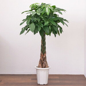 �ϗt�A�� �p�L���i�҂݁j / 8���E��W 80cm×H110�`130cm