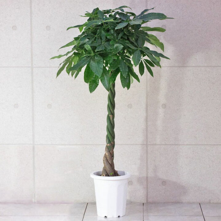 楽天市場】観葉植物 パキラ（編み） / 10寸・約W 80cm×H150～170cm 