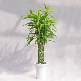 観葉植物 ドラセナ・サンデリアーナ / 7寸・約W 55cm×H100cm～120cm