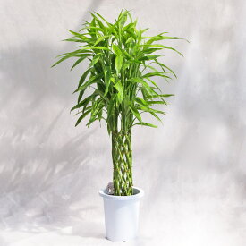 観葉植物 ドラセナ・サンデリアーナ / 8寸・約W70cm×H110cm～130cm