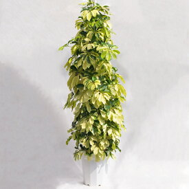 観葉植物 シェフレラ・ゴールドリーフ / 10寸・約W 50cm×H160～180cm