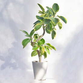 観葉植物 フィカス・アルテシーマ / 7寸・約W35cm×H80～100cm