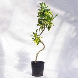 観葉植物 フィカス・ファグライア（斑入り） / 7寸・約W35cm×H110cm