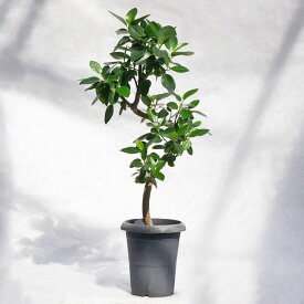 観葉植物 フィカス・フランスゴム / 6寸・約W35cm×H80cm