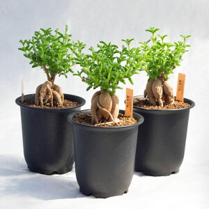 򍪐A gRfBAf}Eu{XigPj / 3EH17cmy3Zbgz