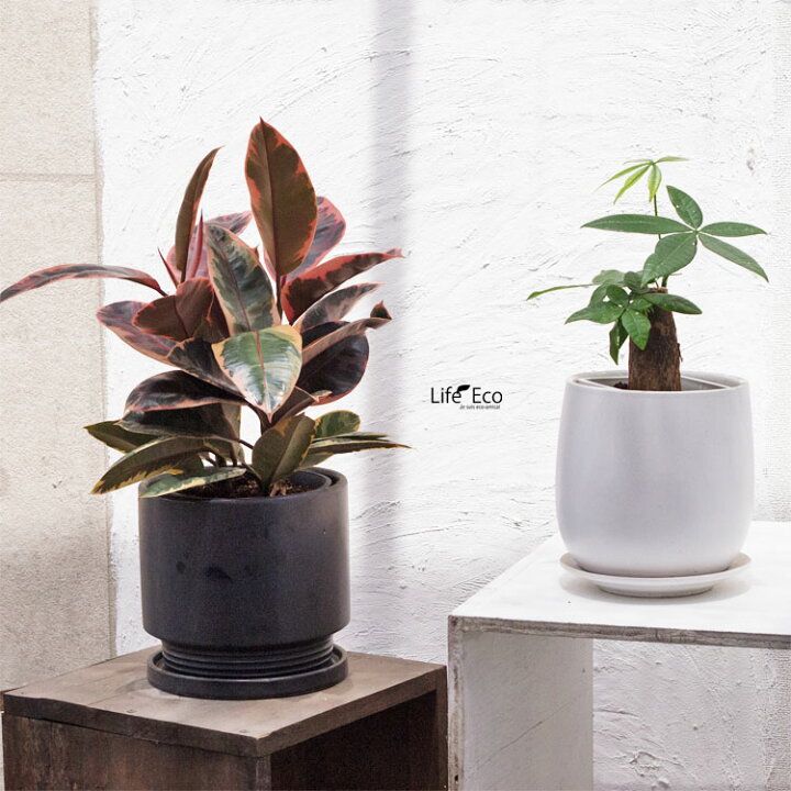 楽天市場】観葉植物 フィカス・ルビー / 5寸・約W35cm×H45cm : ライフ 