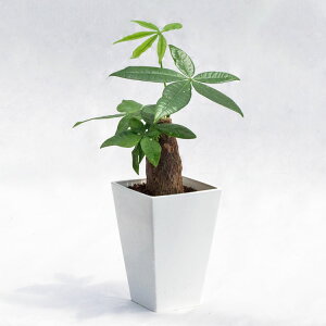 ϗtA pL / 3EW20cm×H35cm