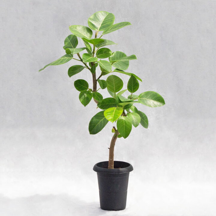 楽天市場】観葉植物 フィカス・アルテシーマ（曲げ） / 6寸・約W 50cm 
