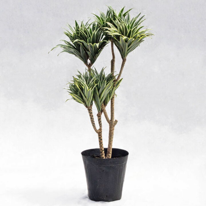 楽天市場】観葉植物 ドラセナ・チャヤ（デレメンシス・コンパクタ 