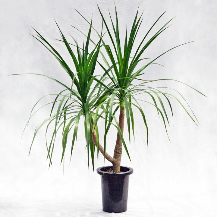 楽天市場】観葉植物 大型 ドラセナ・カンボジア―ナ / 7寸・約W100cm 