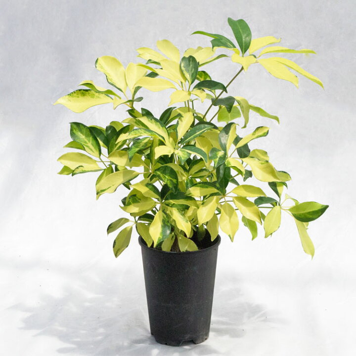 楽天市場】観葉植物 シェフレラ・ゴールドリーフ / 4寸・約W35cm×H45cm 