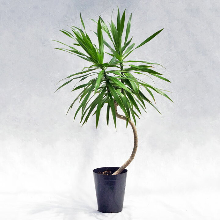楽天市場】観葉植物 ドラセナ・ナビー / 5寸・約W50cm×H90cm : ライフ 