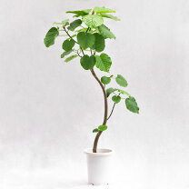 楽天市場】140cm（種類（植物）ウンベラータ）（観葉植物｜花・観葉 